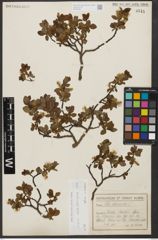 Foto von Salix waldsteiniana Willd.